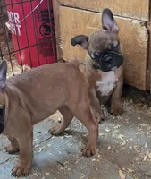 Jack, a male Boston Terrier and French Bulldog for sale in Tucumcari, NM – 4 of 6