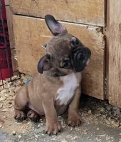 Jack, a male Boston Terrier and French Bulldog for sale in Tucumcari, NM – 3 of 6