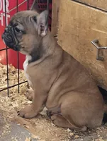 Jack, a male Boston Terrier and French Bulldog for sale in Tucumcari, NM – 5 of 6