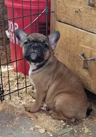 Jack, a male Boston Terrier and French Bulldog for sale in Tucumcari, NM – 2 of 6