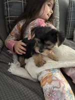 Tiny-male, a male Yorkshire Terrier for sale in Freeport, IL – 3 of 3
