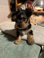 Little Miss-pink, a female Yorkshire Terrier for sale in Freeport, IL – 1 of 3