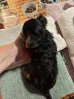 Little Miss-pink, a female Yorkshire Terrier for sale in Freeport, IL – 3 of 3