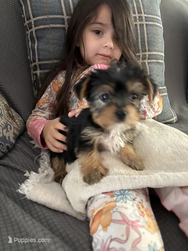 Tiny-male, a male Yorkshire Terrier for sale in Freeport, IL – 1 of 3