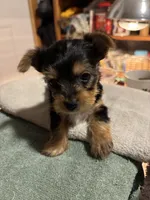 Little Miss-pink, a female Yorkshire Terrier for sale in Freeport, IL – 2 of 3