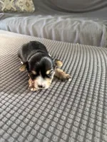 Sweetheart, a female Yorkshire Terrier for sale in Freeport, IL – Photo 3 of 6