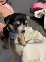 Sweetheart, a female Yorkshire Terrier for sale in Freeport, IL – Photo 6 of 6