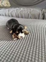 Sweetheart, a female Yorkshire Terrier for sale in Freeport, IL – Photo 4 of 6