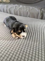 Sweetheart, a female Yorkshire Terrier for sale in Freeport, IL – Photo 5 of 6