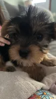 Tiny-male, a male Yorkshire Terrier for sale in Freeport, IL – 2 of 3