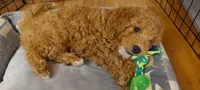 Pax, a male Poodle - Miniature  for sale in Kirkland, WA – 3 of 8