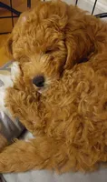 Pax, a male Poodle - Miniature  for sale in Kirkland, WA – 6 of 8