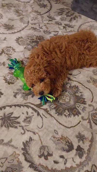 Pax, a male Poodle - Miniature  for sale in Kirkland, WA – 8 of 8