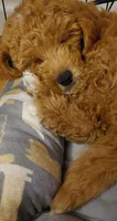 Pax, a male Poodle - Miniature  for sale in Kirkland, WA – 5 of 8