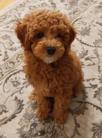 Pax, a male Poodle - Miniature  for sale in Kirkland, WA – 2 of 8