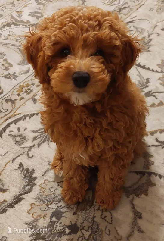 Pax – Poodle - Miniature  puppy for sale in Kirkland, WA