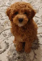 Pax, a male Poodle - Miniature  for sale in Kirkland, WA – 1 of 8