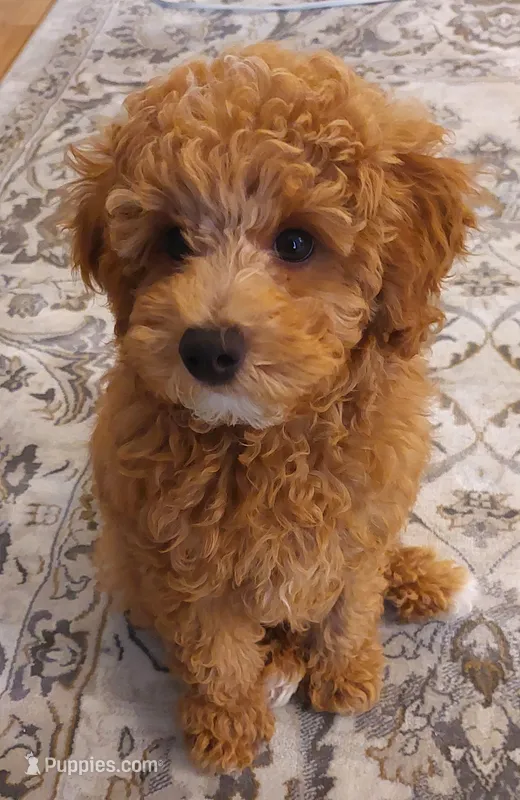 Male Mini Poodle – Poodle - Miniature  puppy for sale in Kirkland, WA