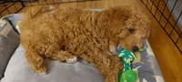 Pax, a male Poodle - Miniature  for sale in Kirkland, WA – 4 of 8