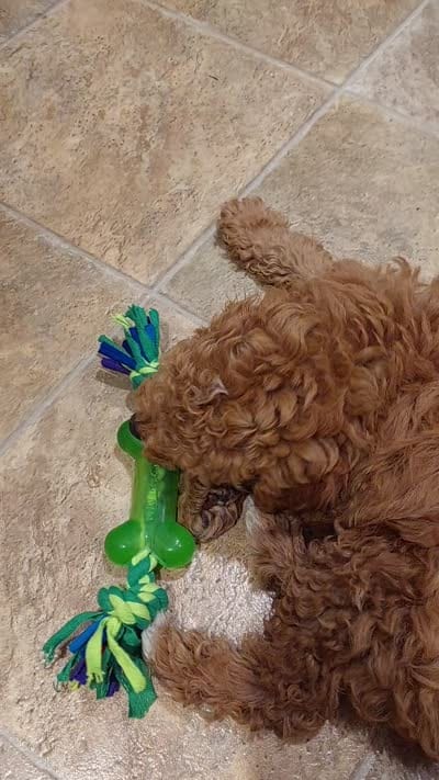 Pax, a male Poodle - Miniature  for sale in Kirkland, WA – 7 of 8