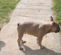 Rugrat & Yaya, a male French Bulldog for sale in Dallas, TX – 7 of 9