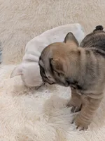 N'xteweq , a female French Bulldog for sale in Dallas, TX – 5 of 10