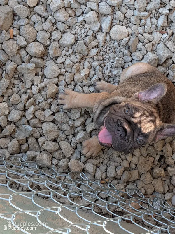 Yaya – French Bulldog puppy for sale in Dallas, TX