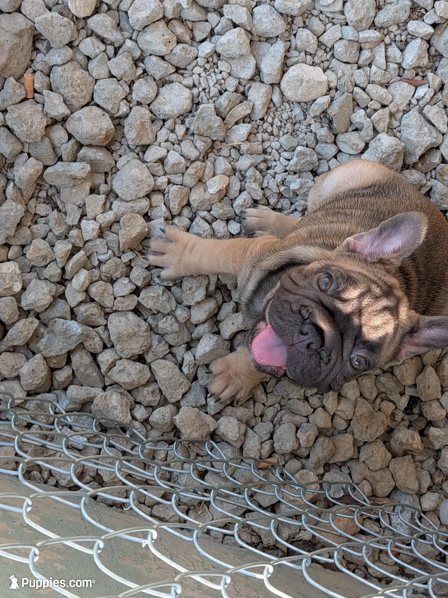 Yaya, a female French Bulldog for sale in Dallas, TX – 1 of 9