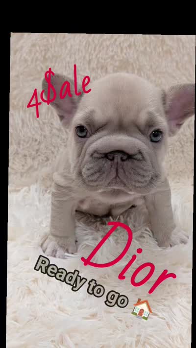Dior, a male French Bulldog for sale in Dallas, TX – 6 of 10