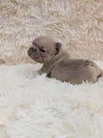 Dior, a male French Bulldog for sale in Dallas, TX – 3 of 3