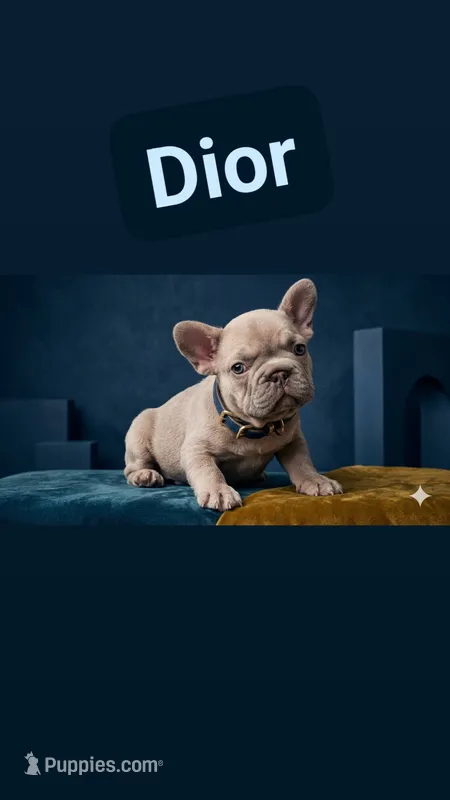 Dior AKC – French Bulldog puppy for sale in Dallas, TX