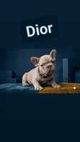 Dior , a male French Bulldog for sale in Dallas, TX – 1 of 10