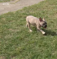 Rugrat & Yaya, a male French Bulldog for sale in Dallas, TX – 6 of 9
