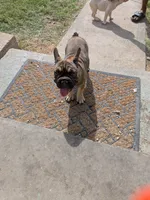 Yaya, a female French Bulldog for sale in Dallas, TX – 6 of 9