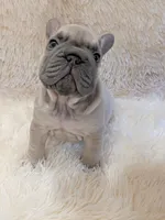 Rugrat, a male French Bulldog for sale in Richardson, TX – 4 of 10