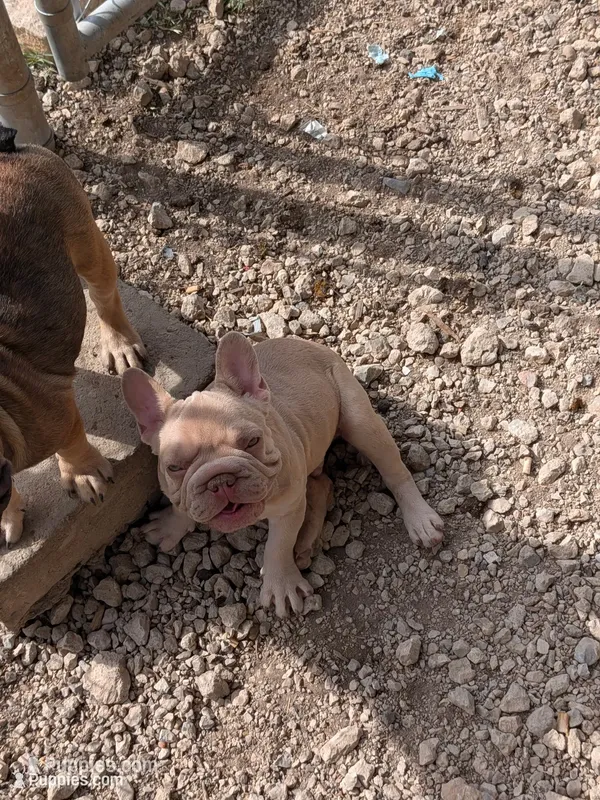 Dior  – French Bulldog puppy for sale in Dallas, TX