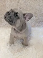 Rugrat, a male French Bulldog for sale in Richardson, TX – 6 of 10