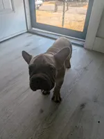Rugrat , a male French Bulldog for sale in Dallas, TX – 7 of 9