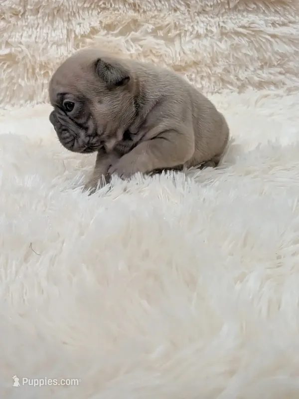 Rugrat – French Bulldog puppy for sale in Dallas, TX