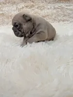 Rugrat, a male French Bulldog for sale in Dallas, TX – 1 of 3