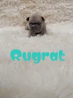 Rugrat, a male French Bulldog for sale in Dallas, TX – 2 of 3