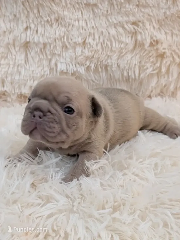 Biggie – French Bulldog puppy for sale in Dallas, TX