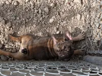Yaya, a female French Bulldog for sale in Dallas, TX – 9 of 9