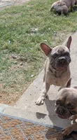 Rugrat & Yaya, a male French Bulldog for sale in Dallas, TX – 8 of 9