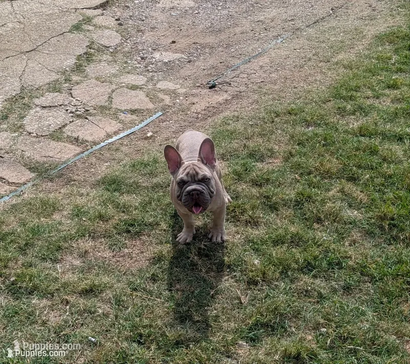 Rugrat  – French Bulldog puppy for sale in Dallas, TX