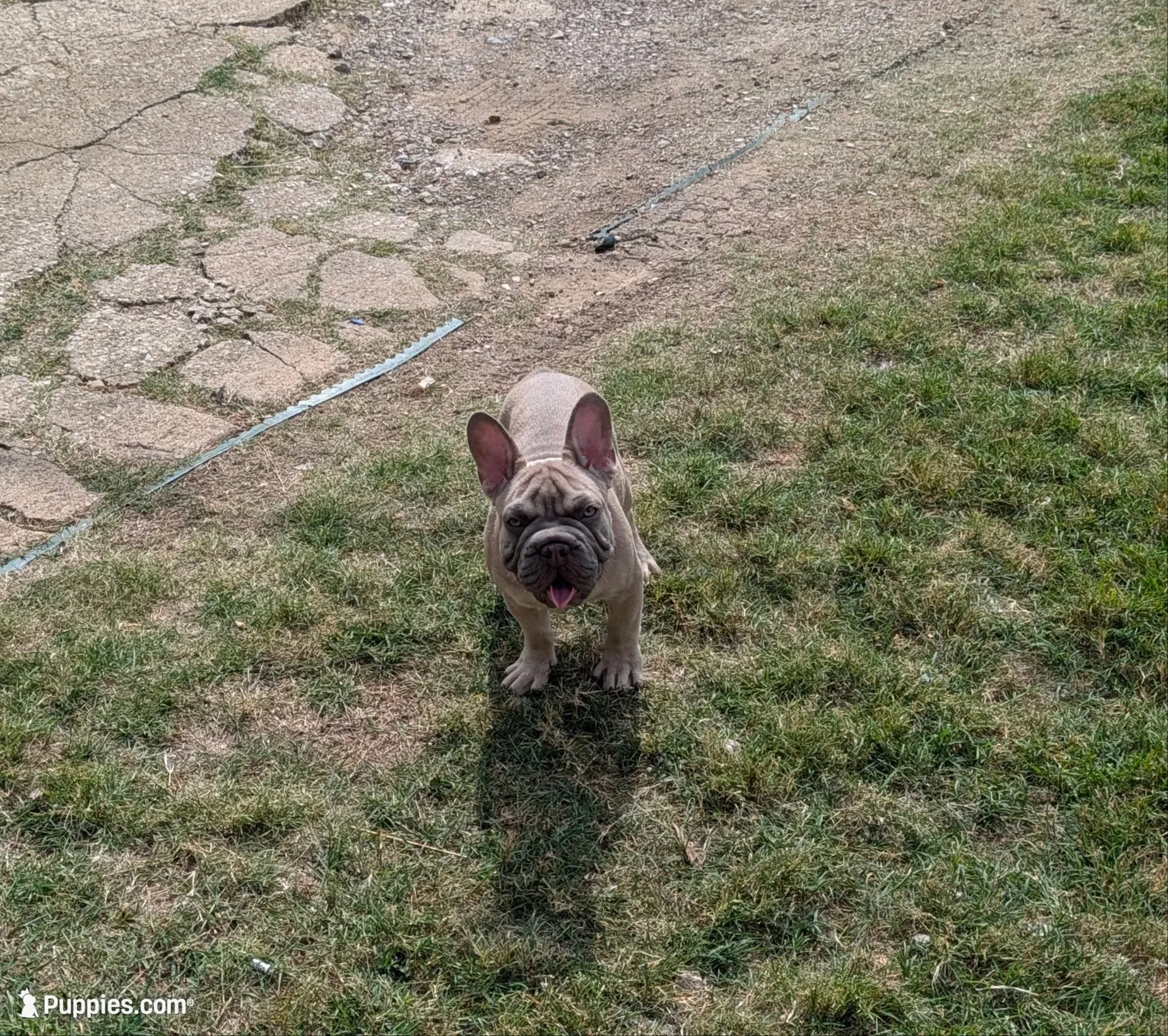 Rugrat & Yaya, a male French Bulldog for sale in Dallas, TX – 1 of 9