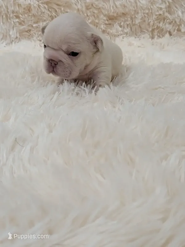 N'xteweq  – French Bulldog puppy for sale in Dallas, TX