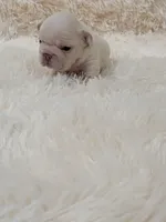 N'xteweq , a female French Bulldog for sale in Dallas, TX – 1 of 10