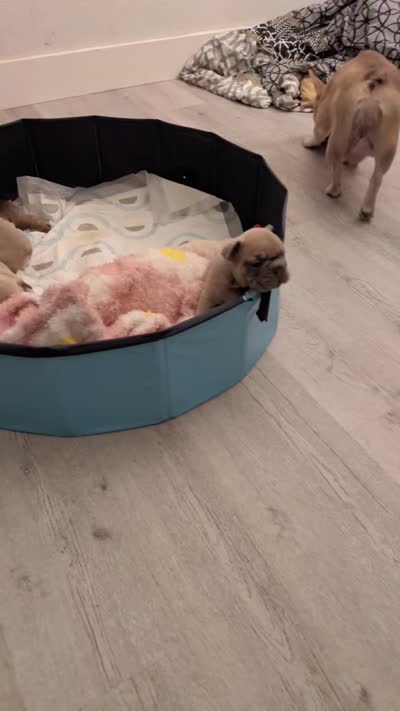 Rugrat, a male French Bulldog for sale in Richardson, TX – 5 of 10