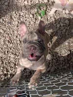 Rugrat & Yaya, a male French Bulldog for sale in Dallas, TX – 4 of 9